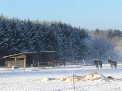 Heste Vintervejr
